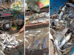 Diduga Akibat Limbah Banyak Ikan Mati di Sungai Siak