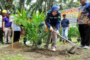 644 Ha Kebun Sawit  KUD Trani Maju Di Inhu Mulai Di Replanting