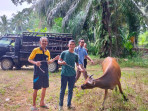 Dukung Ekonomi Lokal, Potensi Sektor Peternakan Sapi Desa Mekarsari Tumbuh Pesat