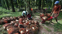 Pencairan DBH Sawit Riau Menunggu PMK
