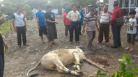 PWI Akan Sembelih 5 Ekor Sapi Qurban