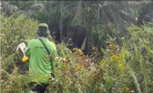 Dua Ekor Gajah Liar Terjebak Di Kebun Kelapa Sawit Warga