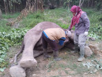 Gajah Liar Ditemukan Mati dikawasan TNTN