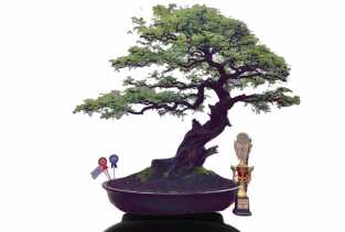 Pesona Pohon Arabica, Dapat Kategori Best Ten Kelas Madya