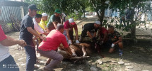 PWI Sembelih Sembilan Hewan Kurban