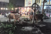 Viral, Tujuh Ekor Sapi Kurban Kabur