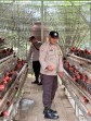 Polsek Lirik Hadir Pada Peternakan Ayam Petelur Binaan Rejosari