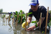 Ekosistem Mangrove Makin Kritis, Santri dan Nelayan Peduli Laut dengan Tanam Mangrove