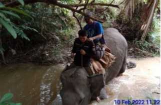 Petugas Giring Gajah Liar Masuk Hutan Tahura
