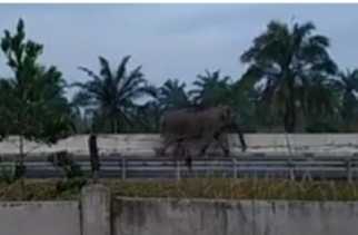 Gajah Masuk Jalan Tol Pekanbaru - Dumai, Ini Penjelasan BBKSDA Riau