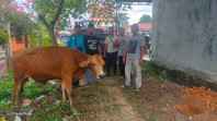 Idul Adha 1444 H, JMSI Inhu Sembelih Hewan Kurban