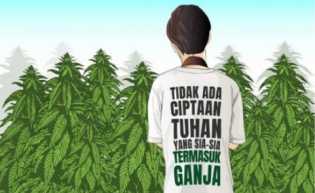 Thailand Resmi Legalkan Ganja