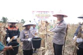 Polres Inhu dan PT Inecda Panen Raya Jagung. Petani Senang dan Minta Dibina