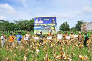 Kodim 0302/Inhu Gelar Panen Jagung Hibrida.