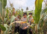 Bhabinkamtibmas Polsek Tembilahan Cek Kebun Jagung