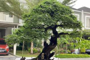 Bonsai Arabica Umur 25 Tahun Ini Hanya Setinggi 110 cm