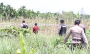 Kapolsek Tembilahan bersama Personilnya Rutin Cek Lahan Jagung Dukung Ketahanan Pangan