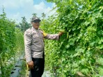 Bhabinkamtibmas Jajaran Polres Inhu Rutin Ajak Sukseskan Ketahanan Pangan