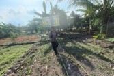 Dukung Ketahanan Pangan Nasional Bhabinkamtibmas Kelurahan Pekan Arba Cek dan Kontrol Tanaman.