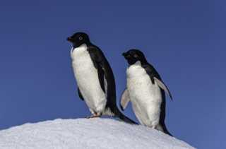 Mengapa Warna Penguin Hitam Putih? Ini Fungsi dan Faktanya