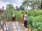 Dukung Program Asta Cita Presiden, Polsek Batang Cenaku Tanam Jagung di Pekarangan Kantor