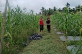 Bhabinkamtibmas Polsek Tembilahan Rutin Cek Tanaman Jagung Warga binaannya.