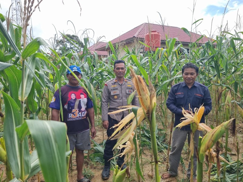 Jagung Pipil Bukit Lingkar Inhu Untuk Ketahanan Pangan Nasional