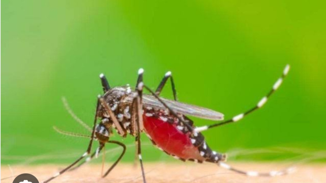 Waspada....Kasus DBD Terus Meningkat
