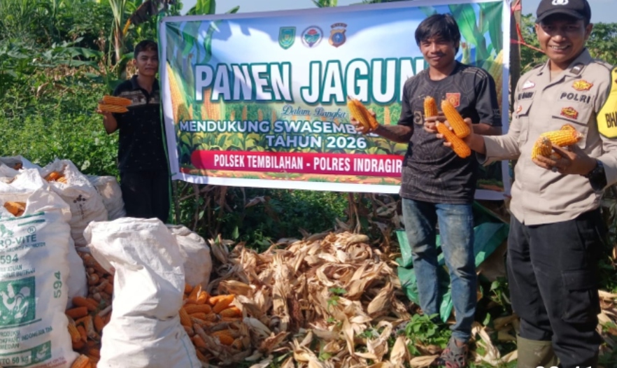 Bhabinkamtibmas Polsek Tembilahan Laksanakan Panen Jagung Bersama Warga