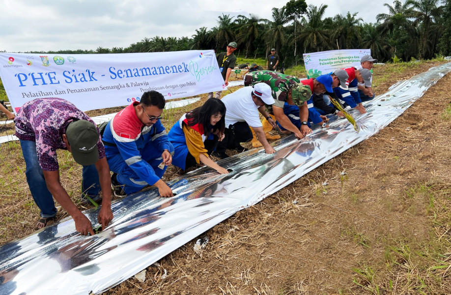 PHE Siak Gelar Pelatihan Budidaya Semangka dan Palawija