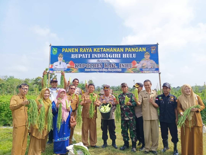 Sekda Inhu Panen Raya Di Desa Talang Jerinjing
