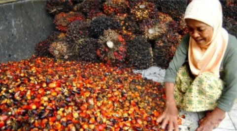 Wow Harga Sawit Naik Jadi Rp3.179 per Kg, Berikut Daftar Harga Sawit Riau Sepekan ke Depan