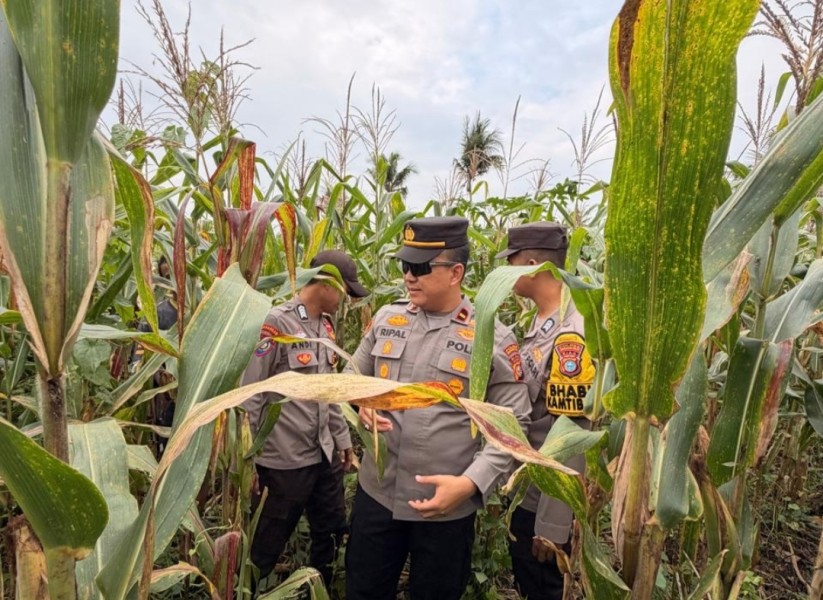 Bhabinkamtibmas Polsek Tembilahan Cek Kebun Jagung