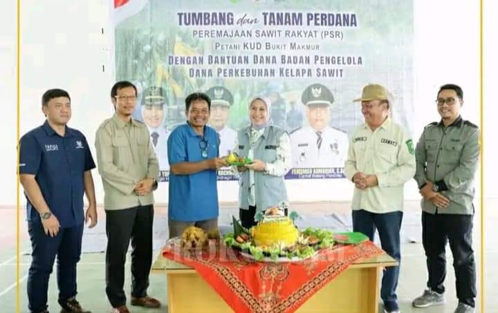 Bupati Inhu Tanam Perdana PSR Di KUD Bukit Makmur