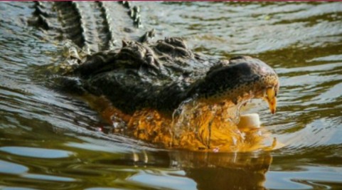 Seekor Buaya Dibunuh, Ditemukan Potongan Manusia Didalam Perut Buaya