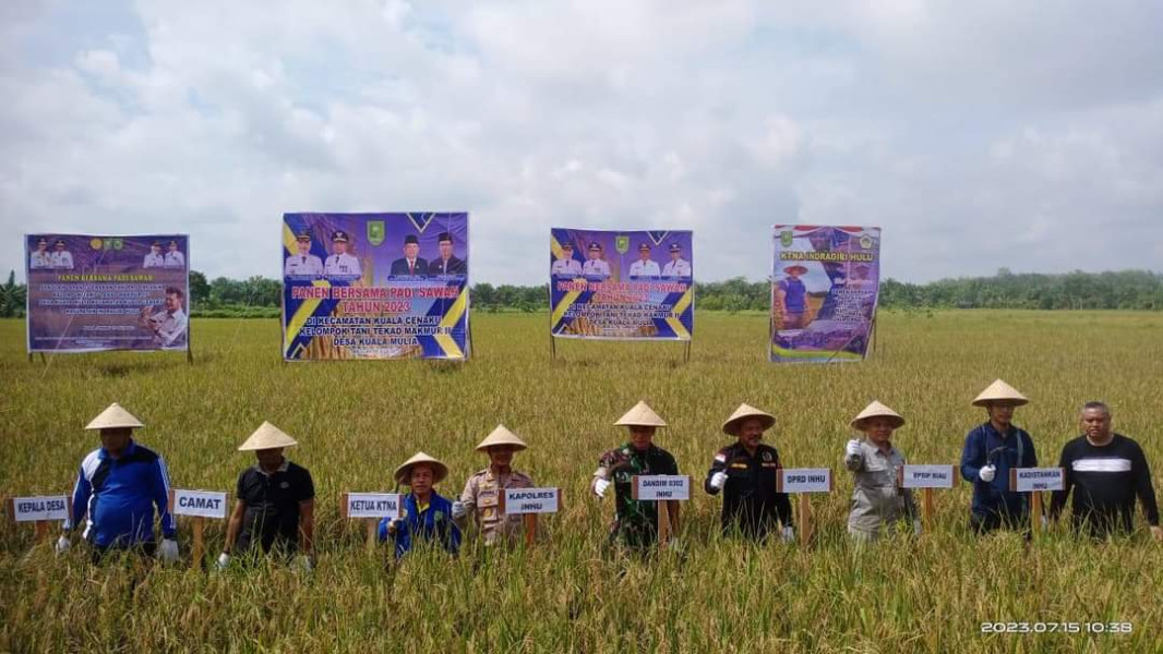 Dihadiri Bupati Inhu, Poktan Tekad Makmur II Desa Kuala Cenaku Gelar Panen Raya Bersama