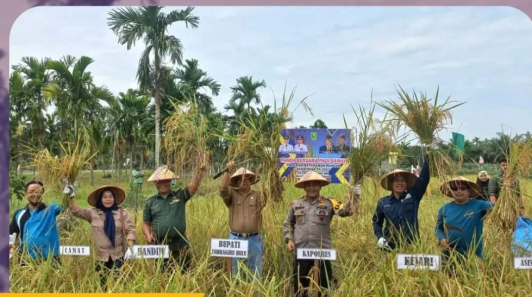 Sekda Inhu Panen Padi Bersama Kelompok Tani Mekar Sari