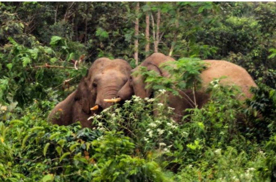 11 Ekor Gajah Berkeliaran Serta Merusak Kebun Warga