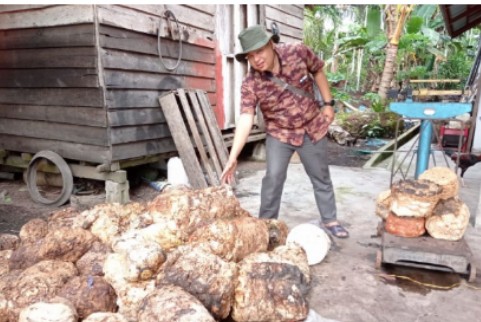 Tidak Mau Kalah Dengan Pinang dan Sawit, Harga Bahan Olahan Karet (Bokar) Juga Ikut Naik